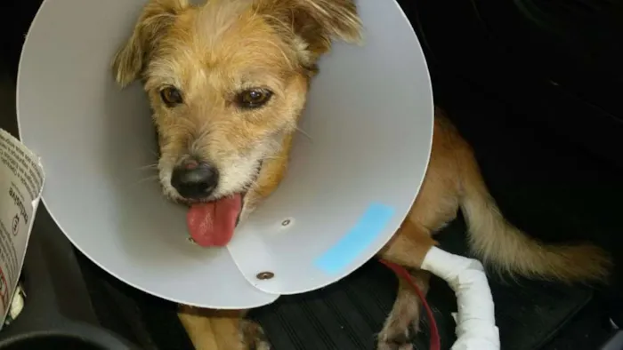 Cachorro raça SRD idade 2 anos nome Bartolomeu (Barto)