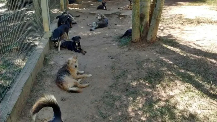 Cachorro raça SRD idade 2 anos nome Bartolomeu (Barto)