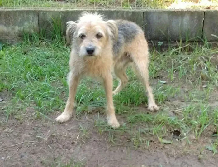 Cachorro raça SRD idade 2 anos nome Bartolomeu (Barto)