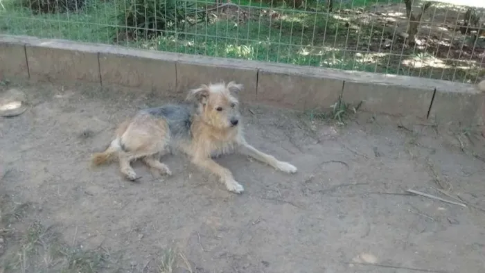 Cachorro raça SRD idade 2 anos nome Bartolomeu (Barto)