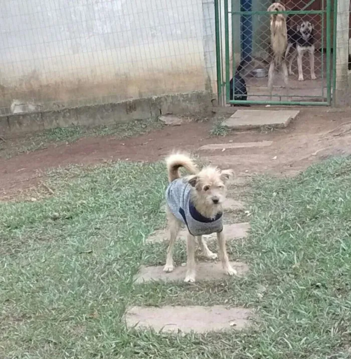 Cachorro raça SRD idade 2 anos nome Bartolomeu (Barto)