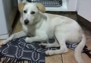 Cachorro raça SRD idade 2 a 6 meses nome boris