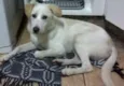 boris