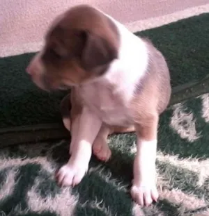Cachorro raça Vira-Lata idade Abaixo de 2 meses nome Gorda