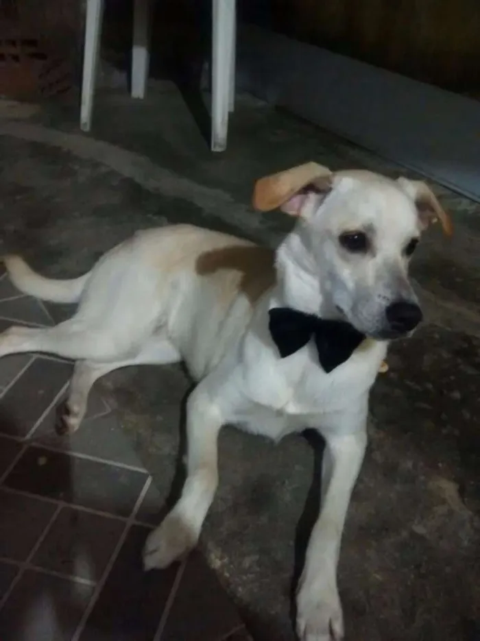 Cachorro ra a MISTIÇA idade 2 anos nome SNOOP