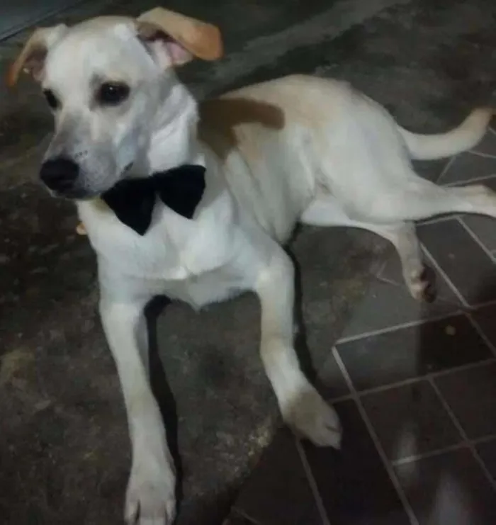 Cachorro ra a MISTIÇA idade 2 anos nome SNOOP