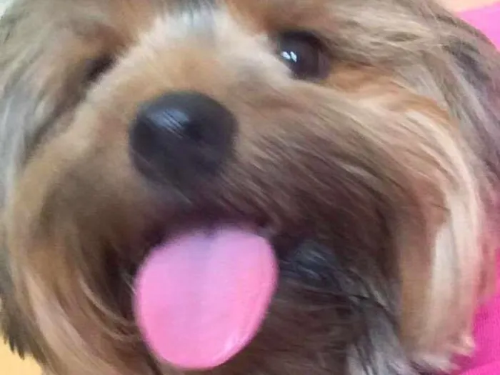 Cachorro ra a Yorkshire idade 6 ou mais anos nome Preta