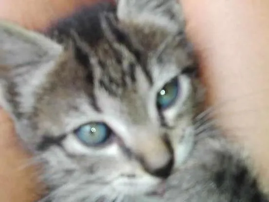Gato raça Comun idade 2 a 6 meses nome Perola