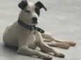Pirata