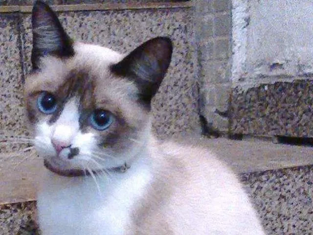 Gato ra a Mestiça idade 3 anos nome Belinha