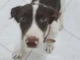 adote
