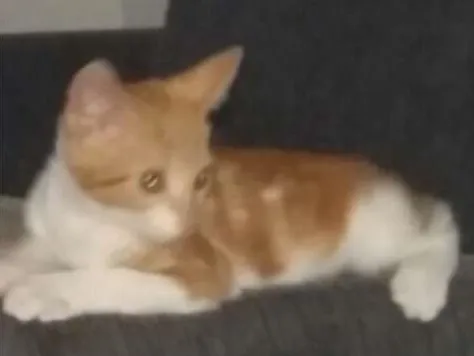 Gato ra a  idade 2 a 6 meses nome Belinha