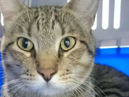 Gato ra a Desconhecida idade  nome Desconhecido