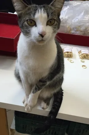 Gato raça SRD idade  nome Kiara