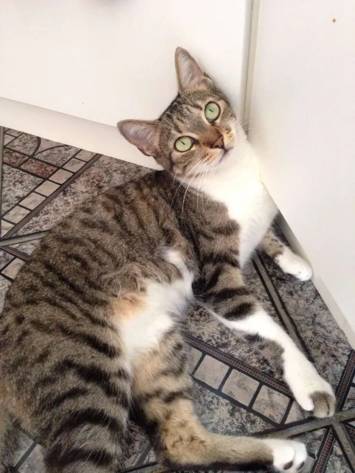 Gato ra a SRD idade 2 anos nome Nina GRATIFICA