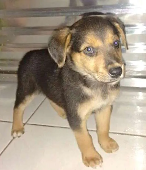 Cachorro ra a SRD idade Abaixo de 2 meses nome Lindos Filhotes 