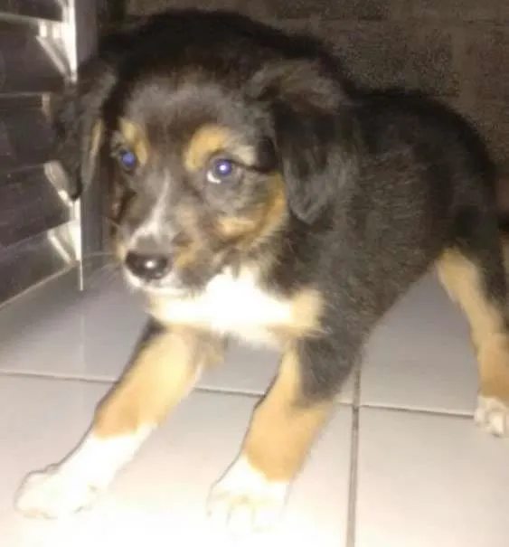 Cachorro ra a SRD idade Abaixo de 2 meses nome Lindos Filhotes 
