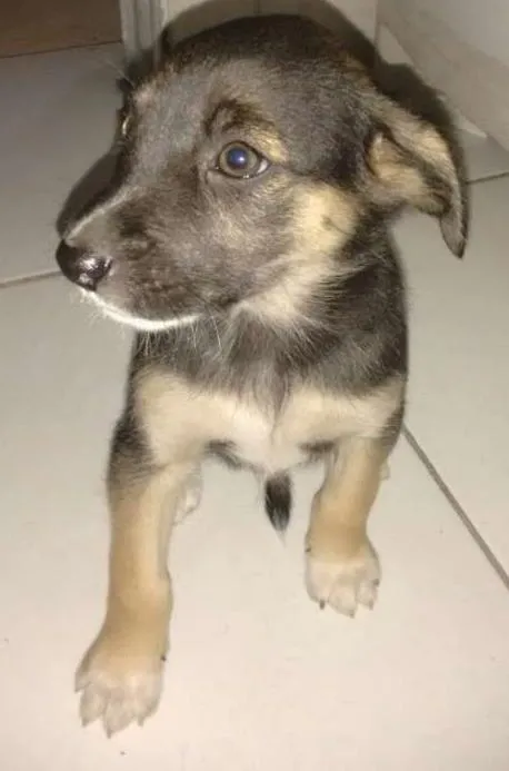 Cachorro ra a SRD idade Abaixo de 2 meses nome Lindos Filhotes 