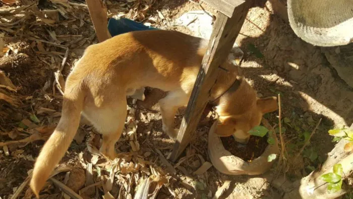 Cachorro ra a Vira lata idade 7 a 11 meses nome Gisele,madruga,Jang