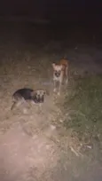 Gisele,madruga,Jang