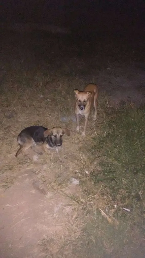 Cachorro ra a Vira lata idade 7 a 11 meses nome Gisele,madruga,Jang