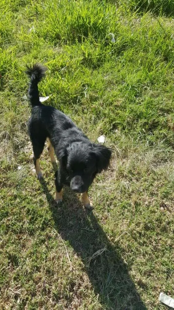 Cachorro ra a Vira lata idade 7 a 11 meses nome Gisele,madruga,Jang