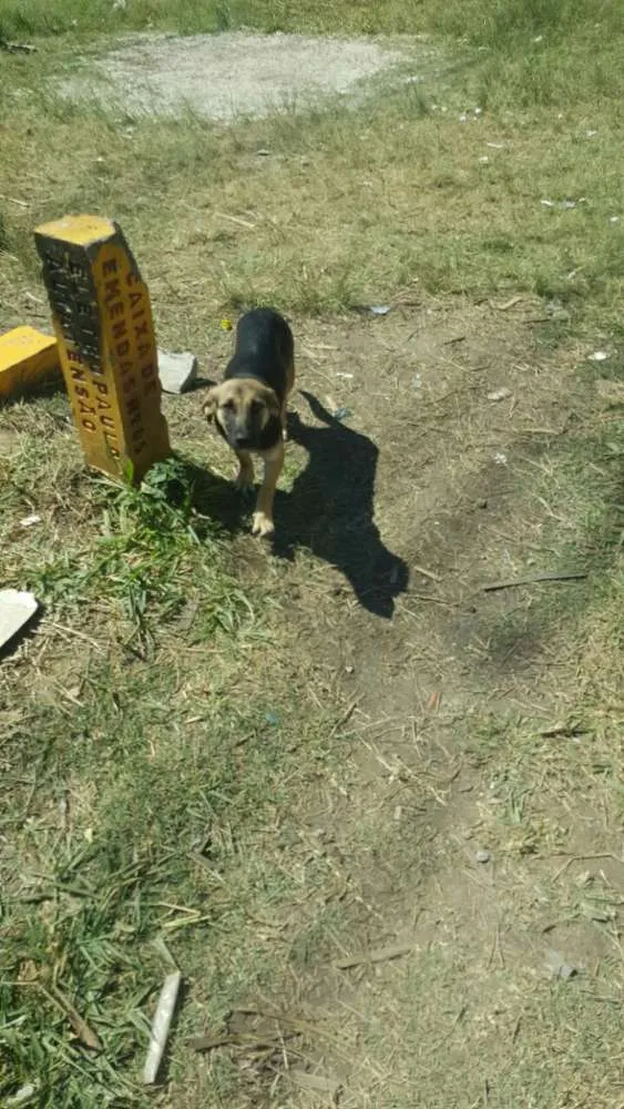 Cachorro ra a Vira lata idade 7 a 11 meses nome Gisele,madruga,Jang