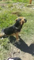 Gisele,madruga,Jang