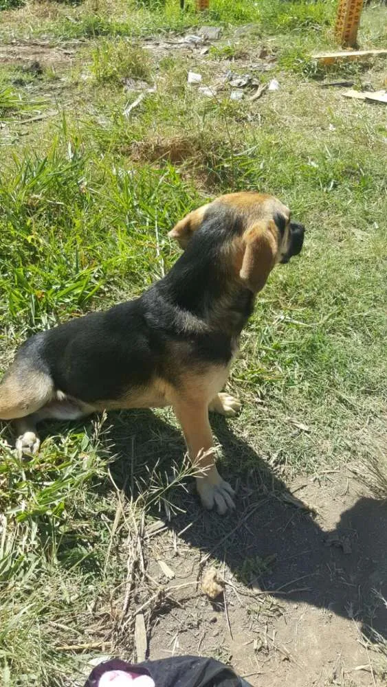 Cachorro ra a Vira lata idade 7 a 11 meses nome Gisele,madruga,Jang