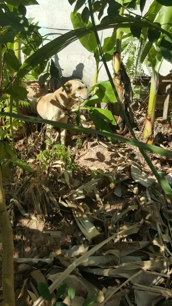 Cachorro ra a Vira lata idade 7 a 11 meses nome Gisele,madruga,Jang