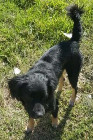 Cachorro raça Vira lata idade 7 a 11 meses nome Gisele,madruga,Jang