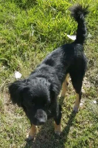 Cachorro ra a Vira lata idade 7 a 11 meses nome Gisele,madruga,Jang