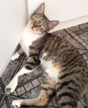 Gato raça SRD idade 2 anos nome Nina GRATIFICA