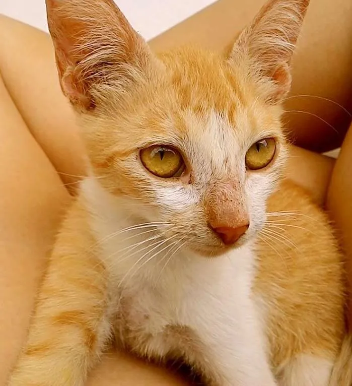Gato ra a Vira-lata idade 7 a 11 meses nome Manga