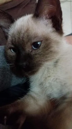 Gato raça Siames idade Abaixo de 2 meses nome Kika