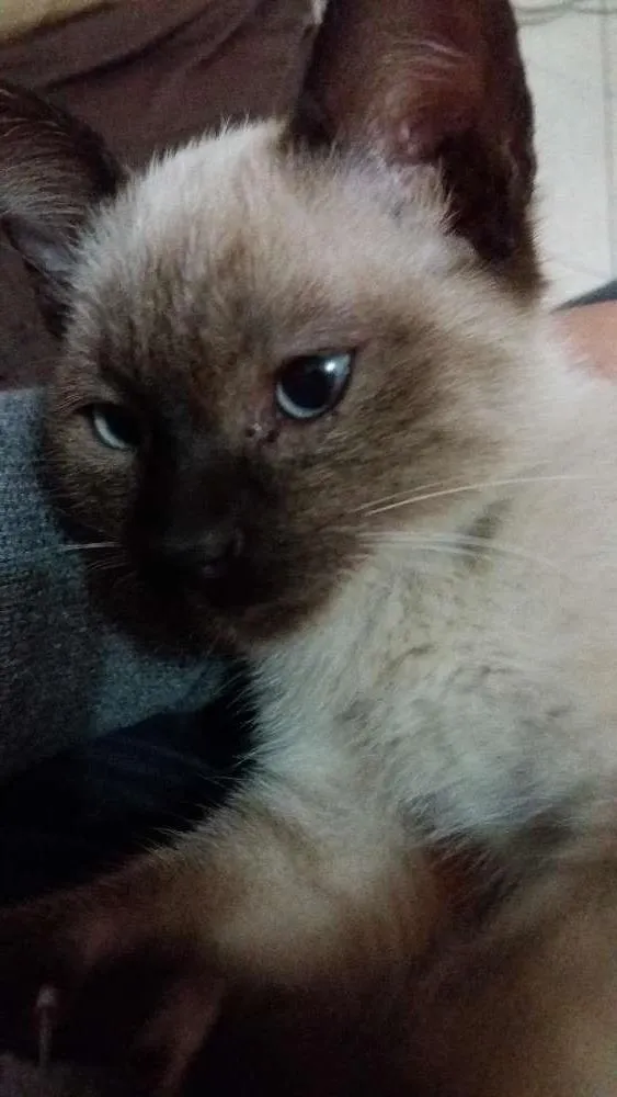 Gato ra a Siames idade Abaixo de 2 meses nome Kika