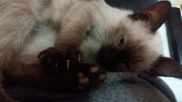 Gato ra a Siames idade Abaixo de 2 meses nome Kika