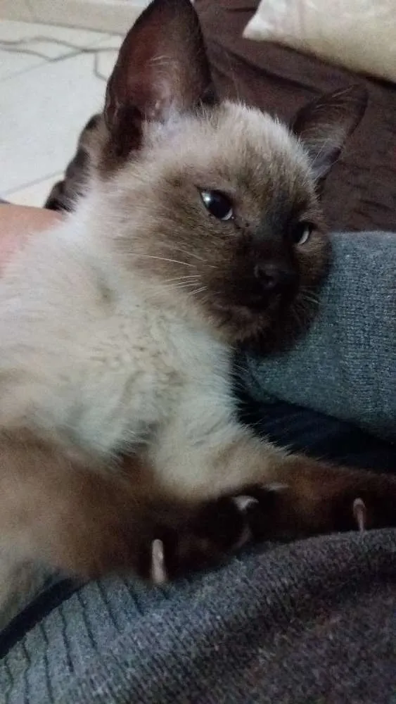 Gato ra a Siames idade Abaixo de 2 meses nome Kika