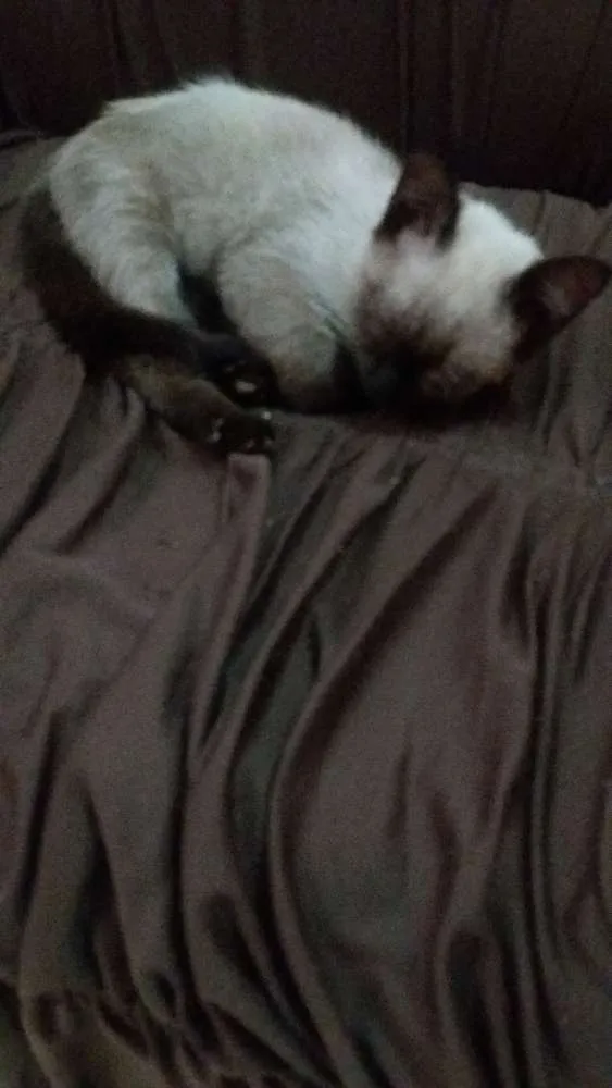 Gato ra a Siames idade Abaixo de 2 meses nome Kika