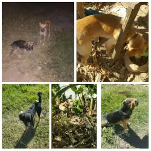 Cachorro raça Vira lata idade 7 a 11 meses nome Gisele,madruga,Jang