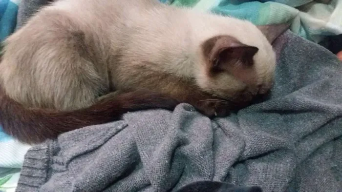 Gato ra a Siames idade Abaixo de 2 meses nome Kika