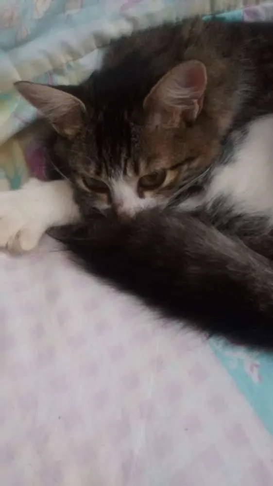 Gato ra a  idade 1 ano nome Fluf