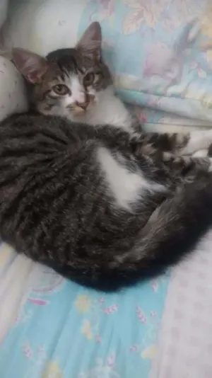 Gato raça  idade 1 ano nome Fluf