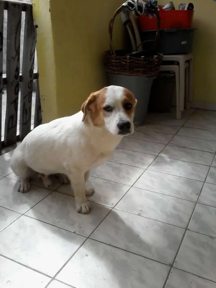 Cachorro ra a ? idade  nome Tob