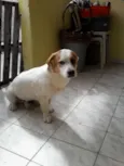 Tob