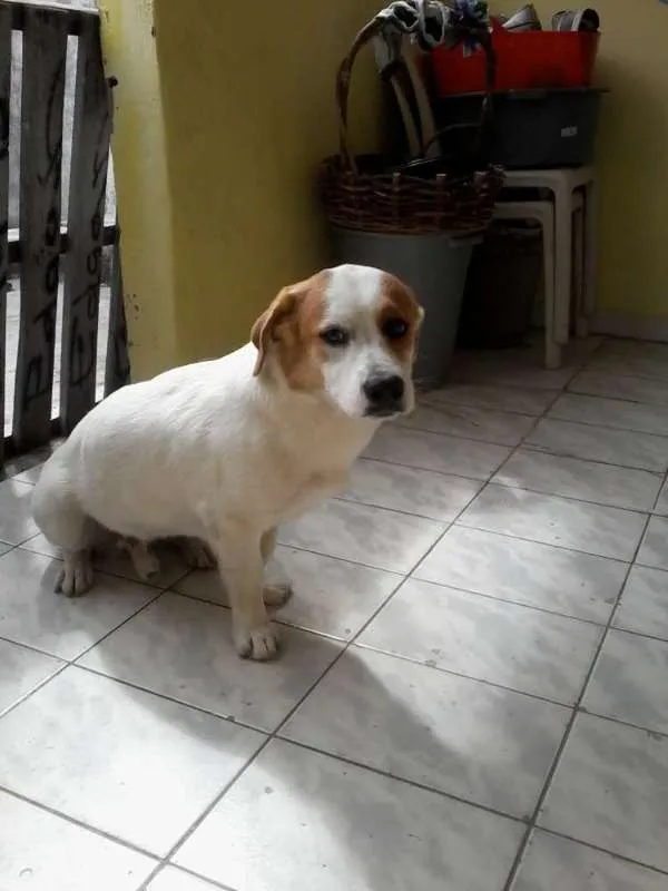 Cachorro ra a ? idade  nome Tob