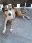 Piti e preta