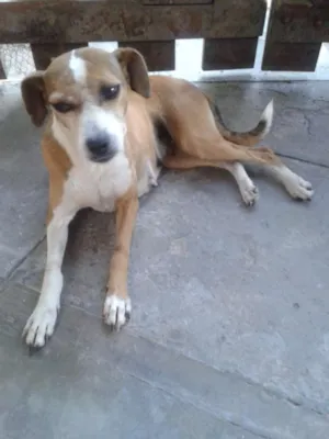 Cachorro raça SRD idade 6 ou mais anos nome Piti e preta