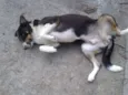 Piti e preta