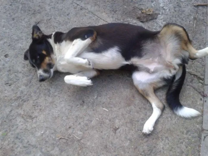 Cachorro ra a SRD idade 6 ou mais anos nome Piti e preta